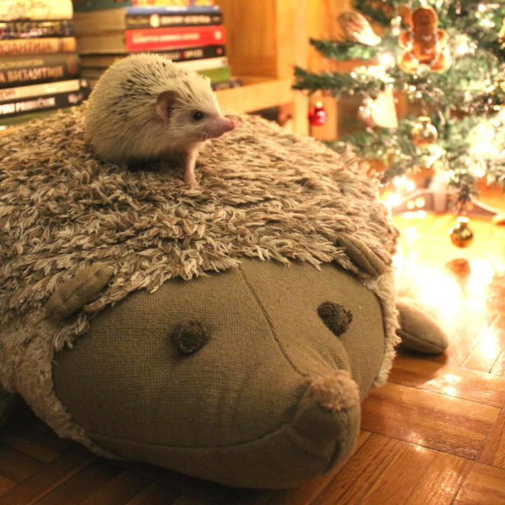 Hedgehog Floor Cushion